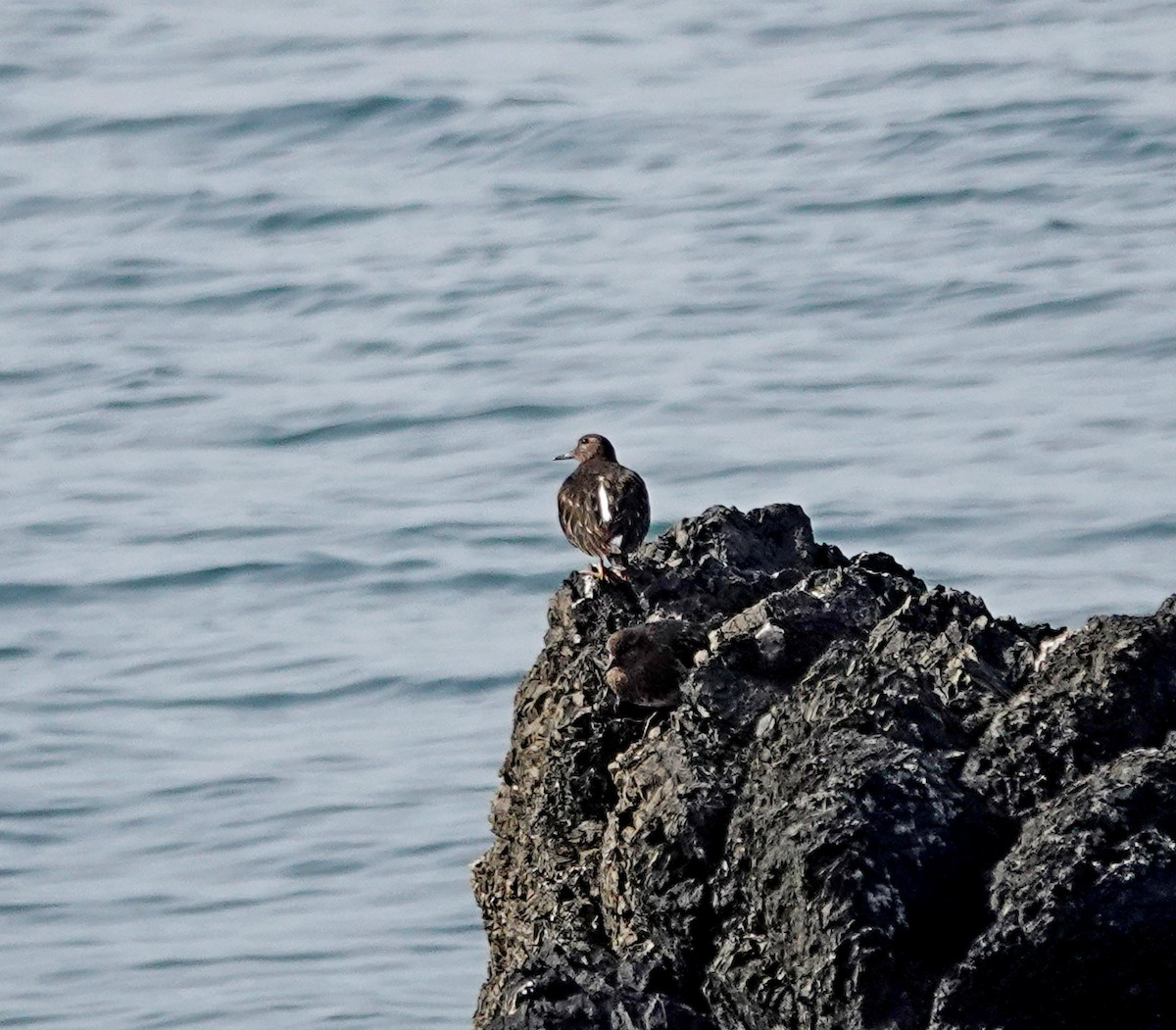 Black Turnstone - ML547180781