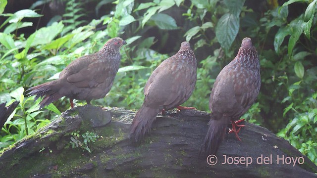 Buffy-crowned Wood-Partridge - ML547180831