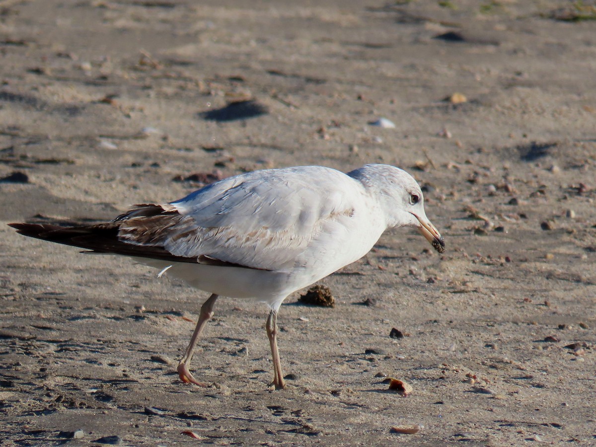 Ring-billed Gull - ML547180841