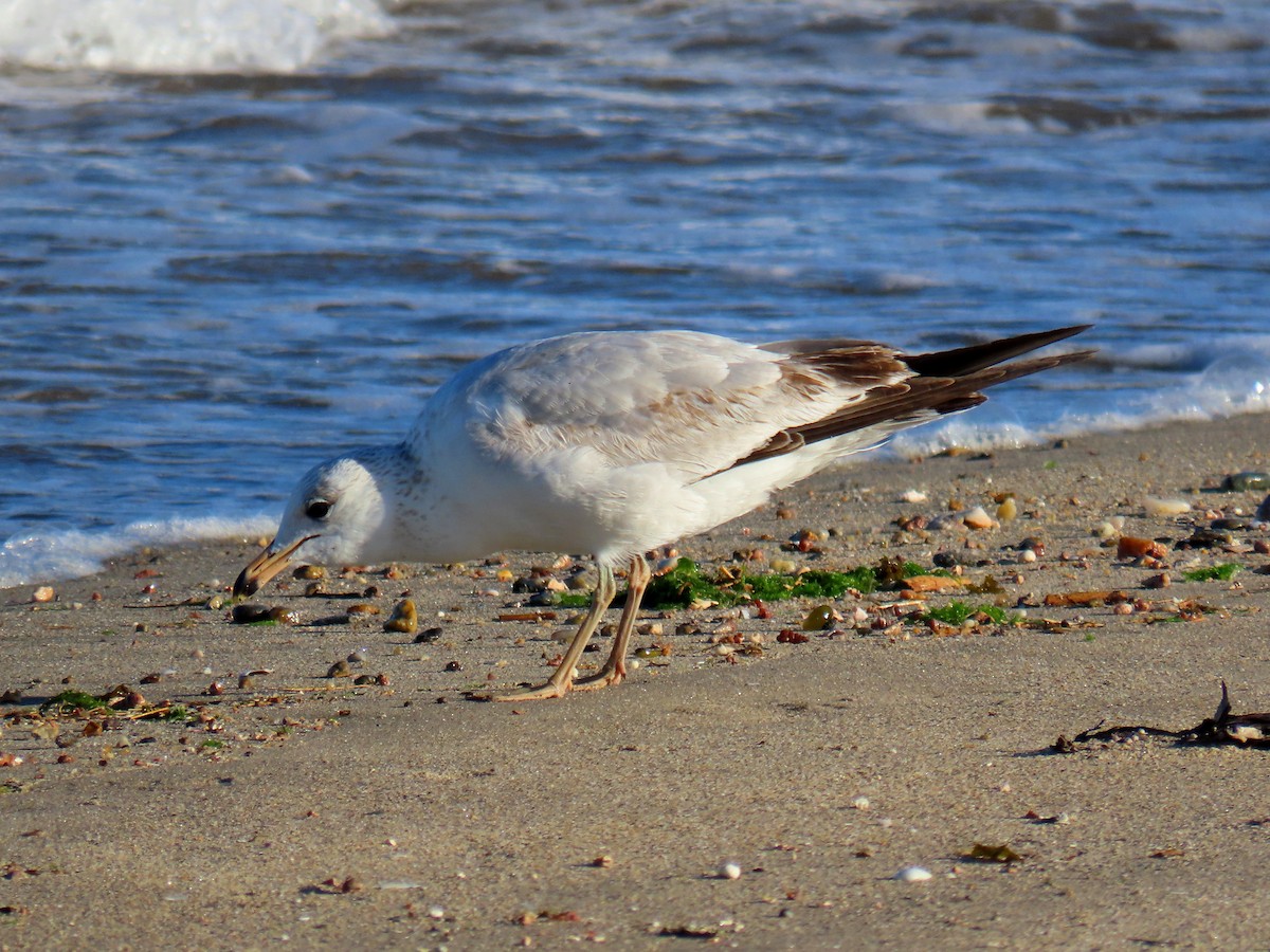 Ring-billed Gull - ML547181091