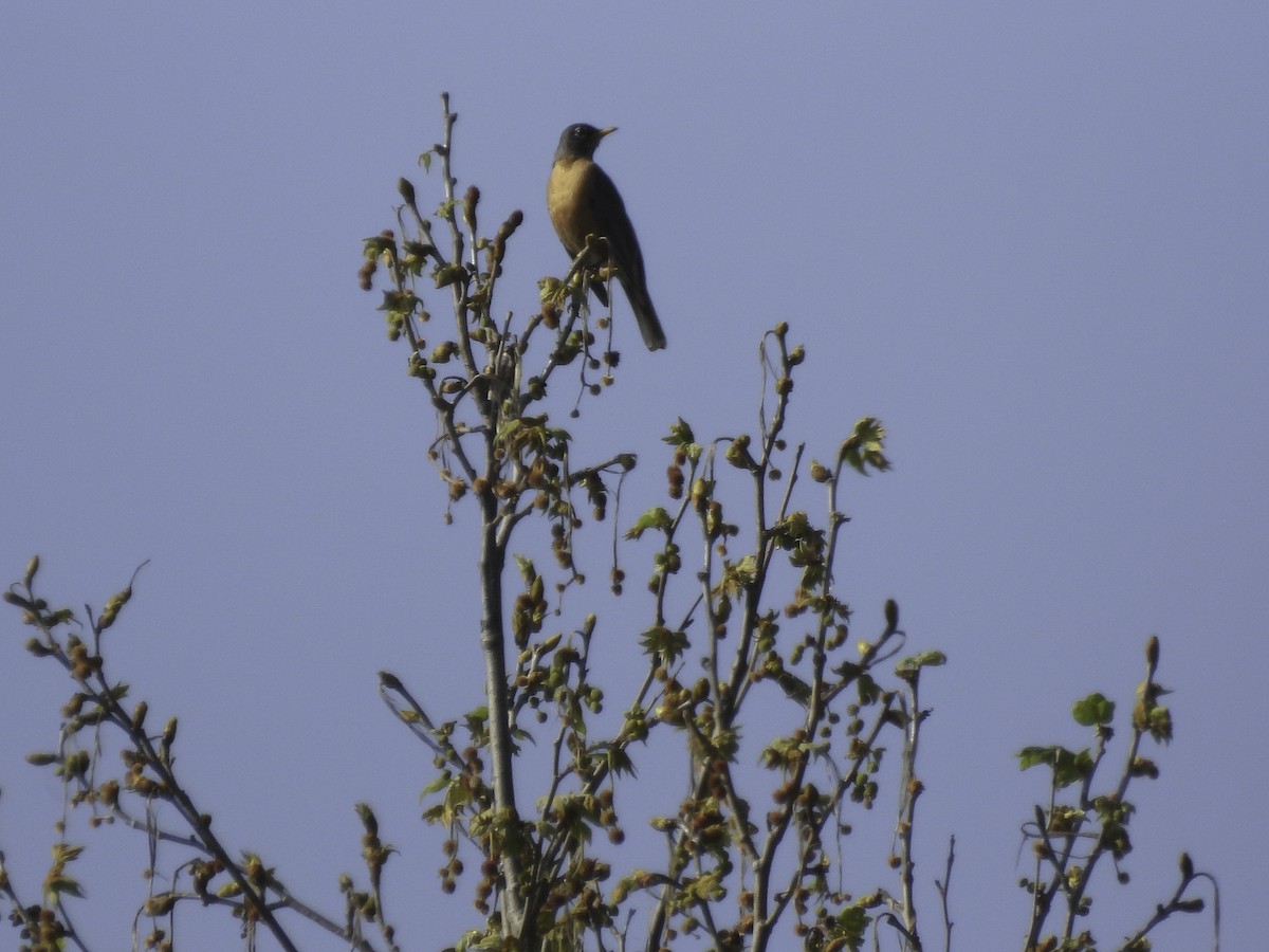 American Robin - ML547181131