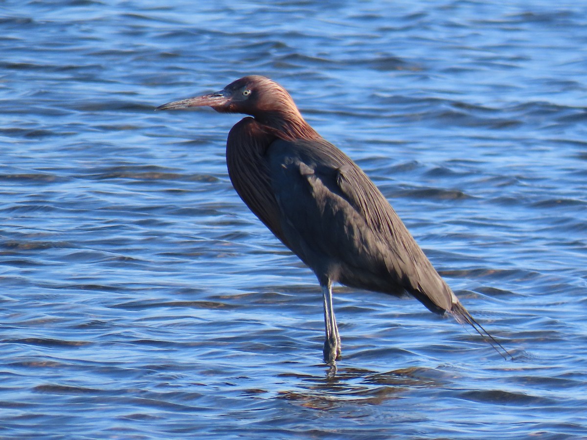 Reddish Egret - ML547181491