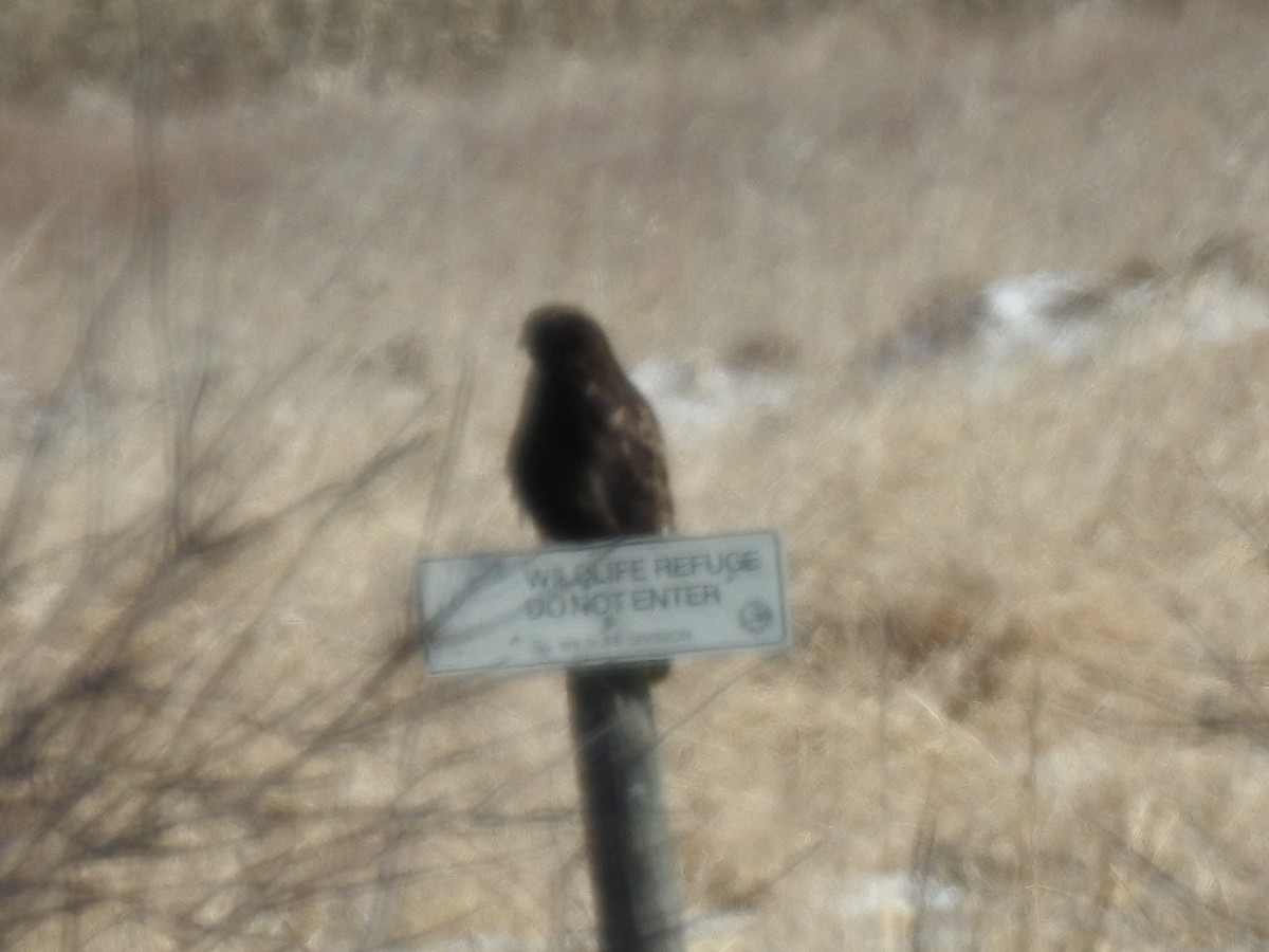 Rough-legged Hawk - ML547181941