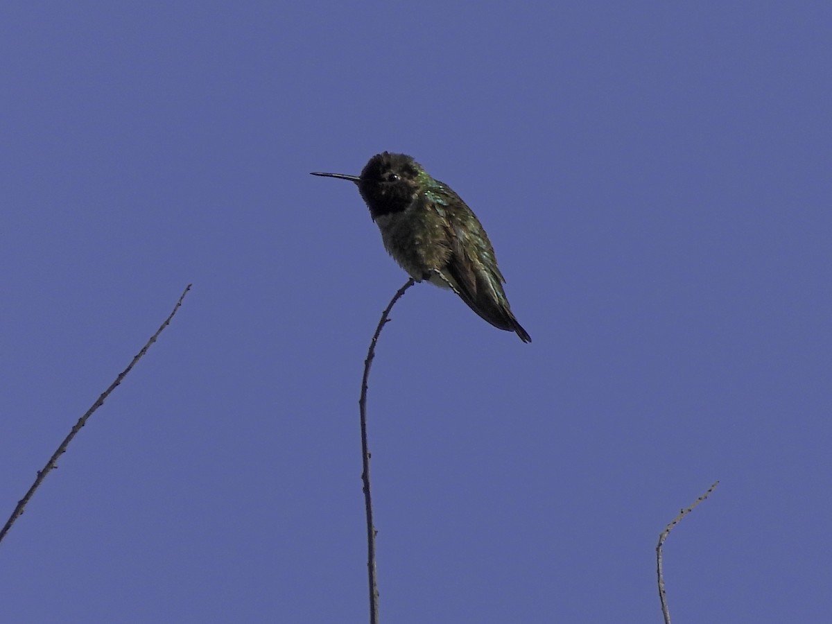 Anna's Hummingbird - ML547182251