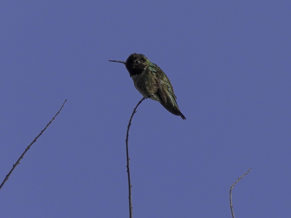 Colibrí de Anna - ML547182251