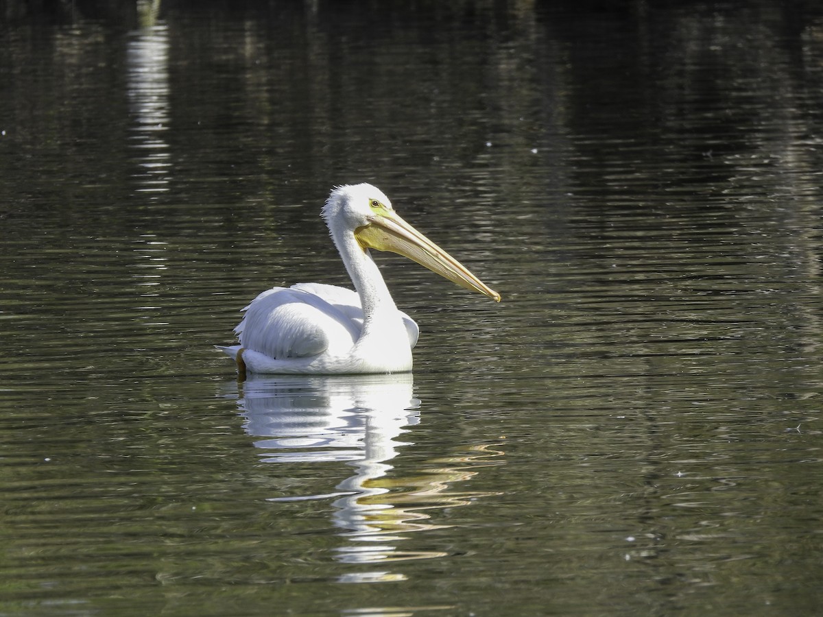 American White Pelican - ML547182431