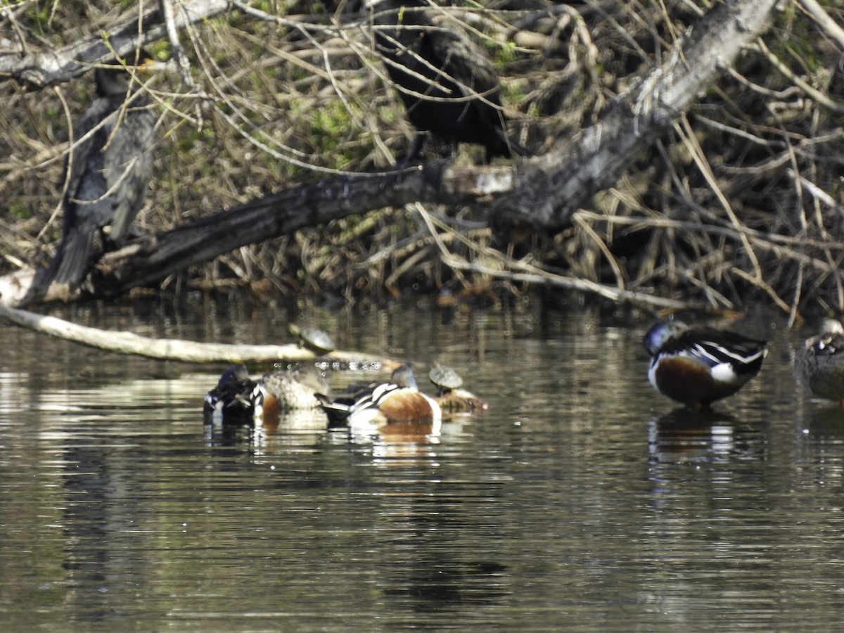 Northern Shoveler - ML547182671