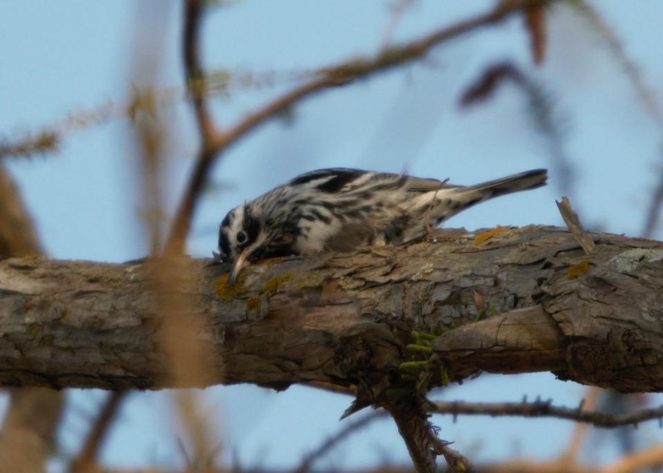 Black-and-white Warbler - ML547182831