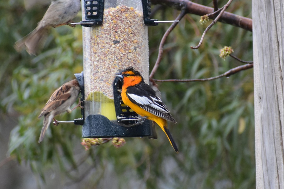 Bullock's Oriole - ML547182881