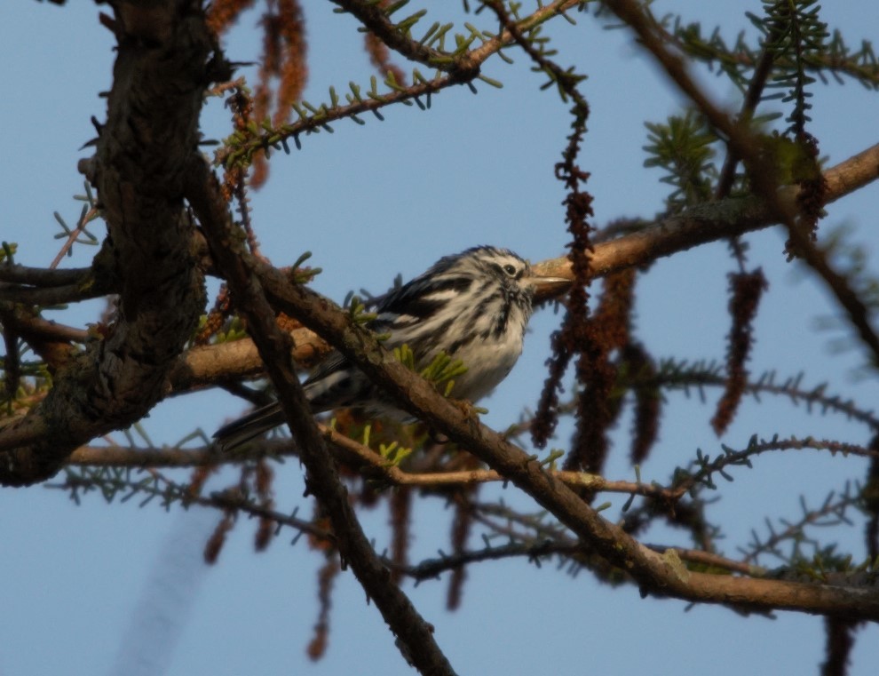 Black-and-white Warbler - ML547182941