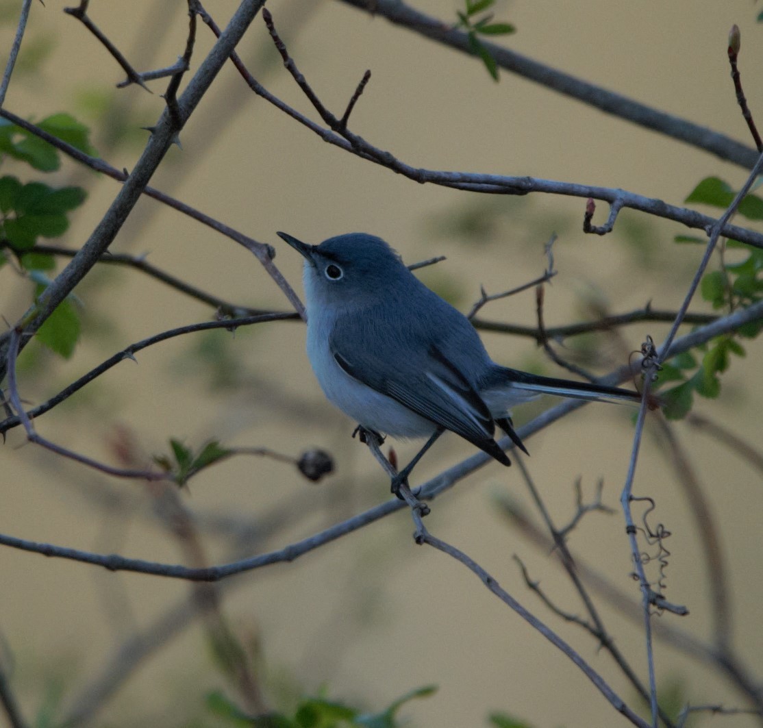 Blue-gray Gnatcatcher - ML547183981