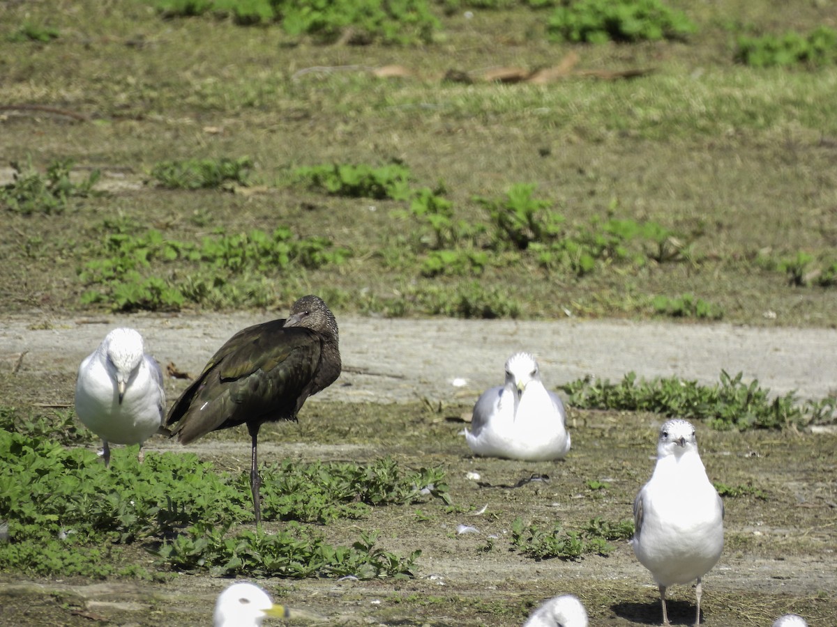 White-faced Ibis - ML547184031