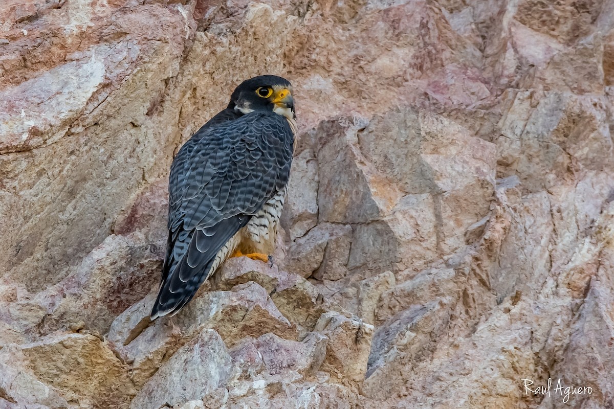 Peregrine Falcon - Raul Aguero