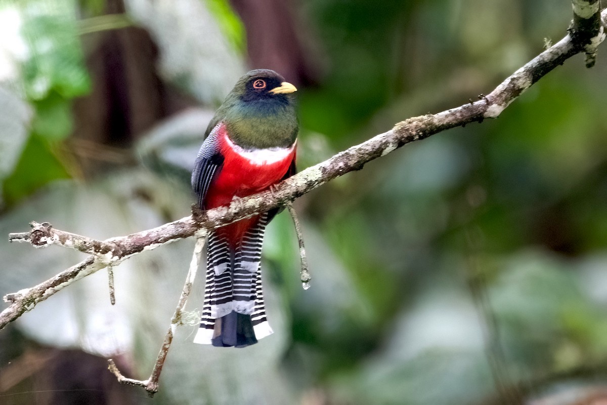 Masked Trogon - ML547184501