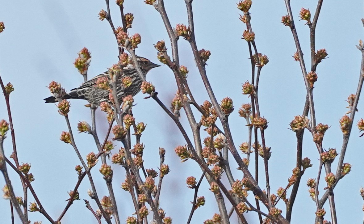 Red-winged Blackbird - ML547184651