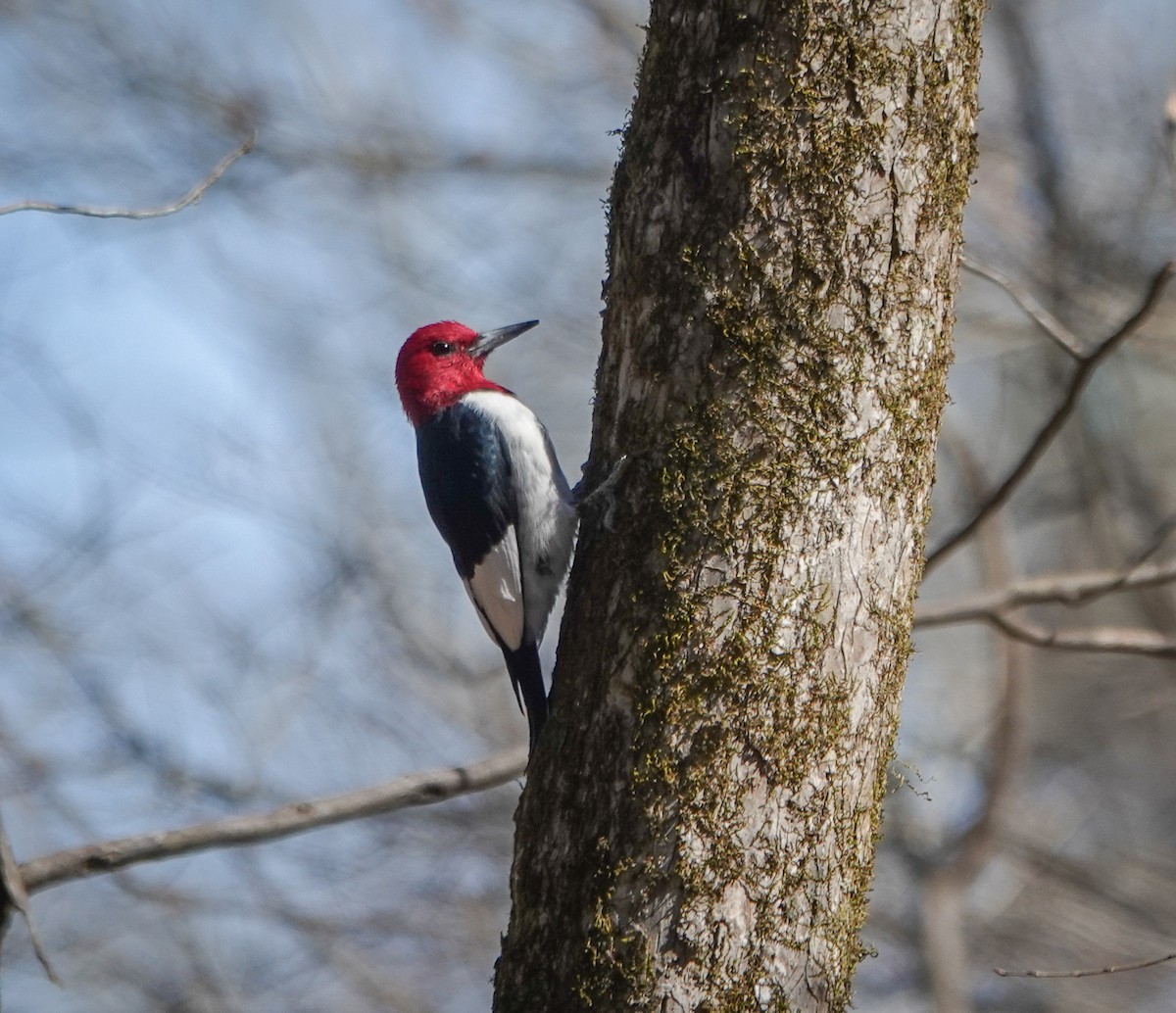 Red-headed Woodpecker - Dave Hart