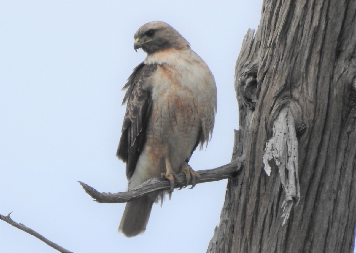 Red-tailed Hawk - ML547186041