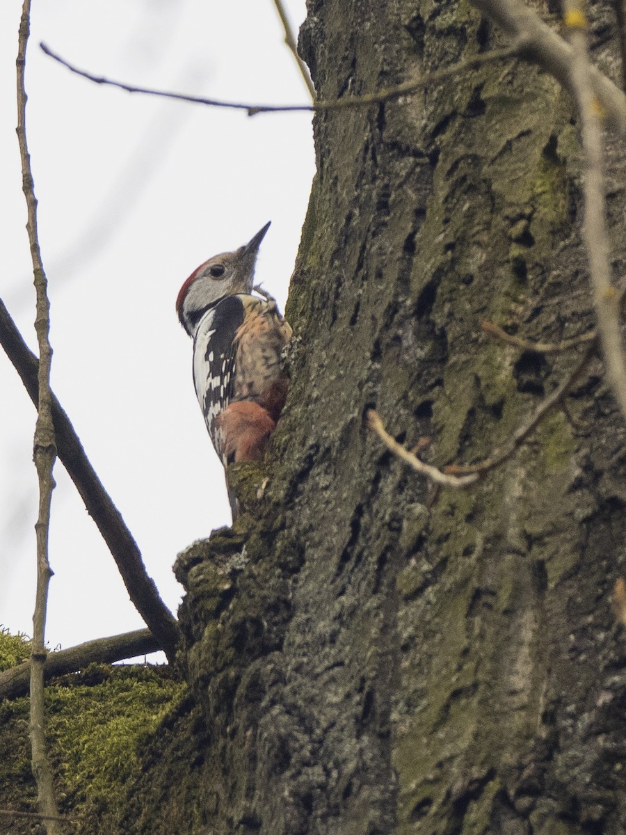 Middle Spotted Woodpecker - ML547186081