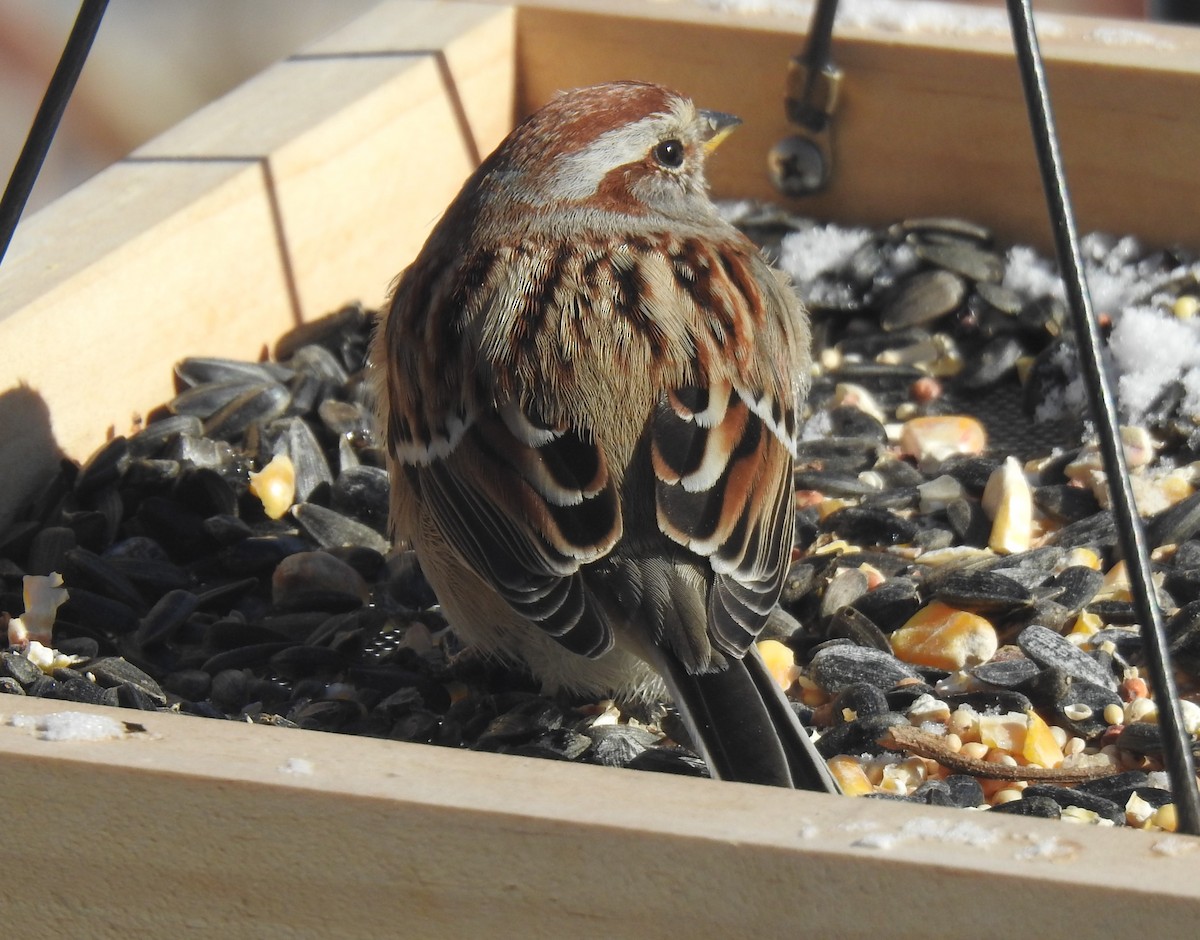 American Tree Sparrow - Glenn Hodgkins