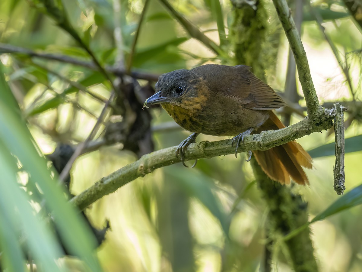 Streak-breasted Treehunter - ML547189121