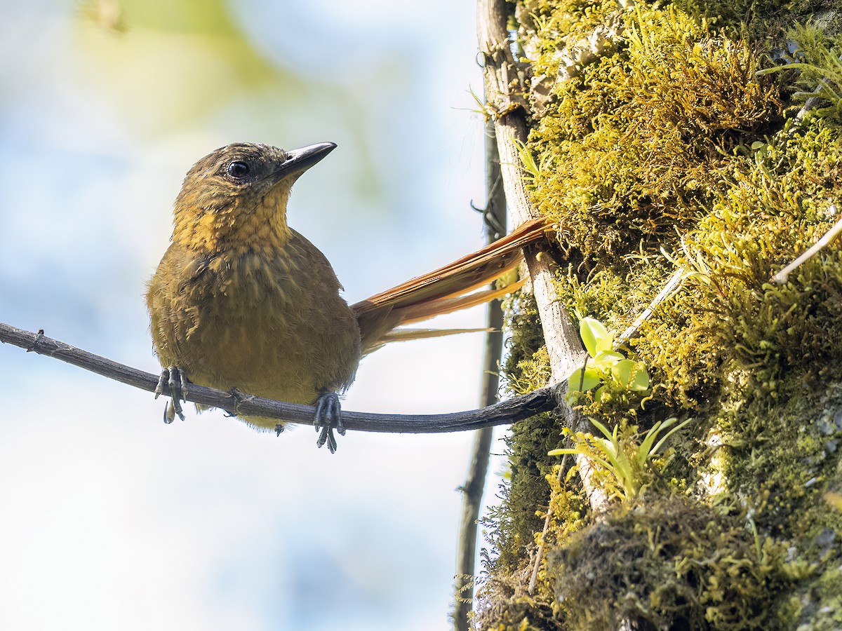 Streak-breasted Treehunter - Andres Vasquez Noboa