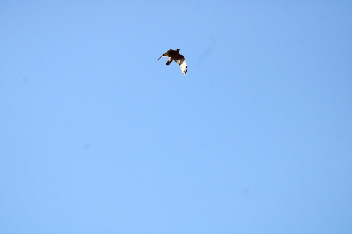 Red-shouldered Hawk - ML547190621