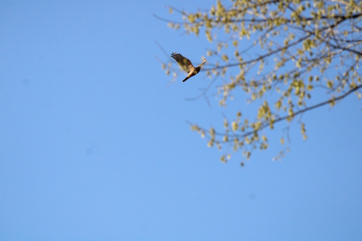 Red-shouldered Hawk - ML547190901