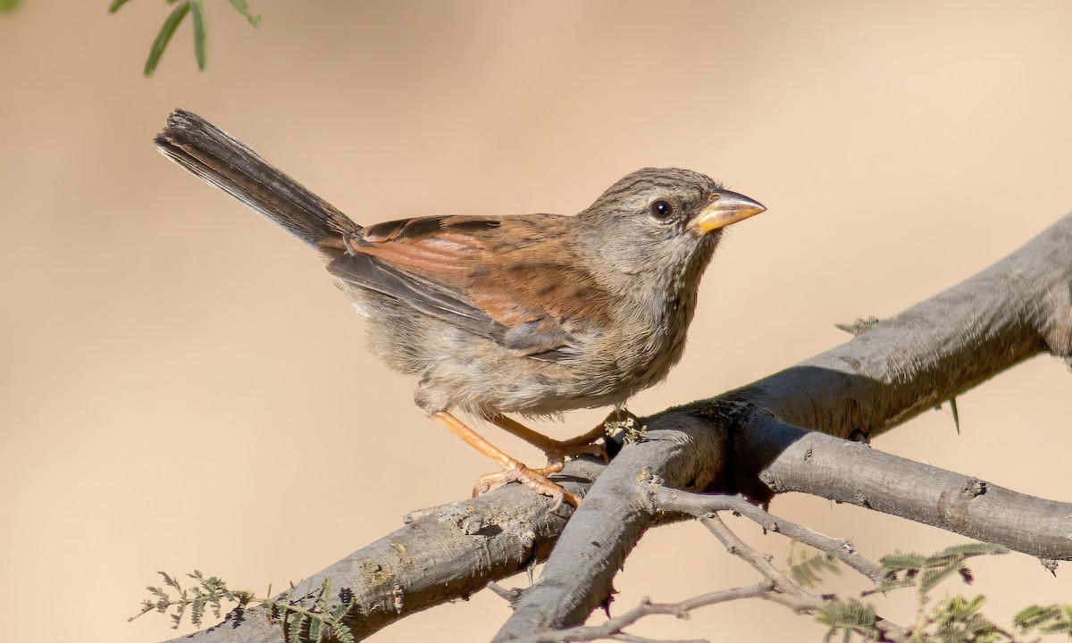 Great Inca-Finch - ML547190981