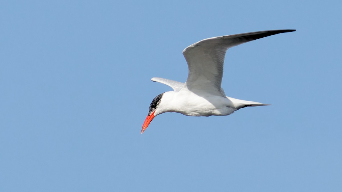 Caspian Tern - Bob Scheidt