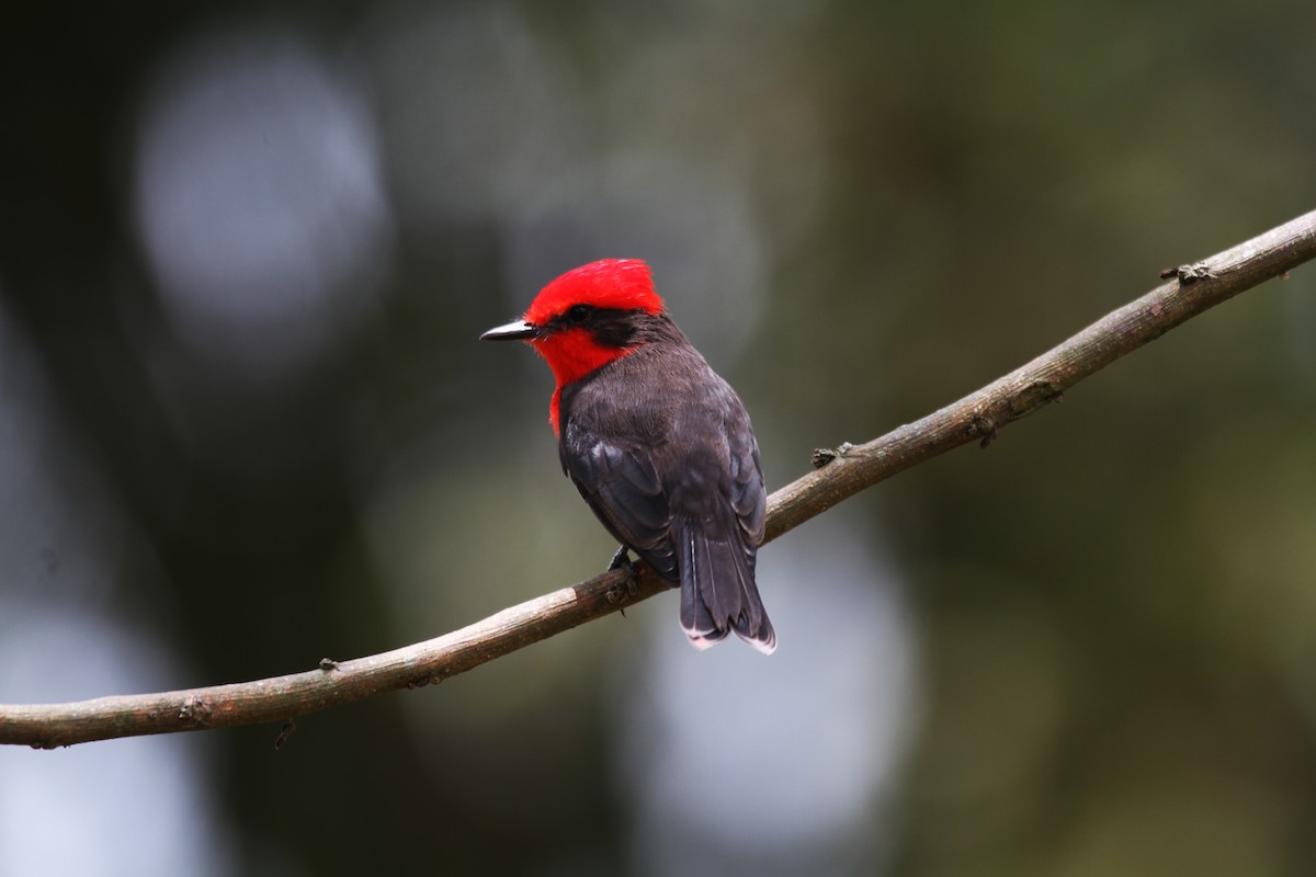 Vermilion Flycatcher - Eduardo Soler