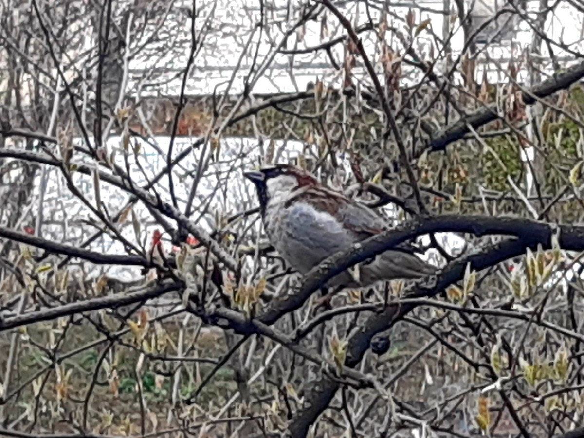 Moineau domestique - ML547192331