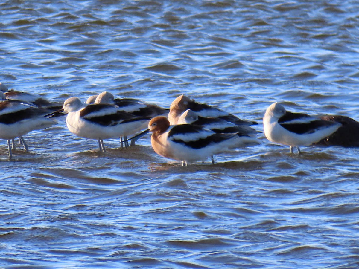 Avocette d'Amérique - ML547192401