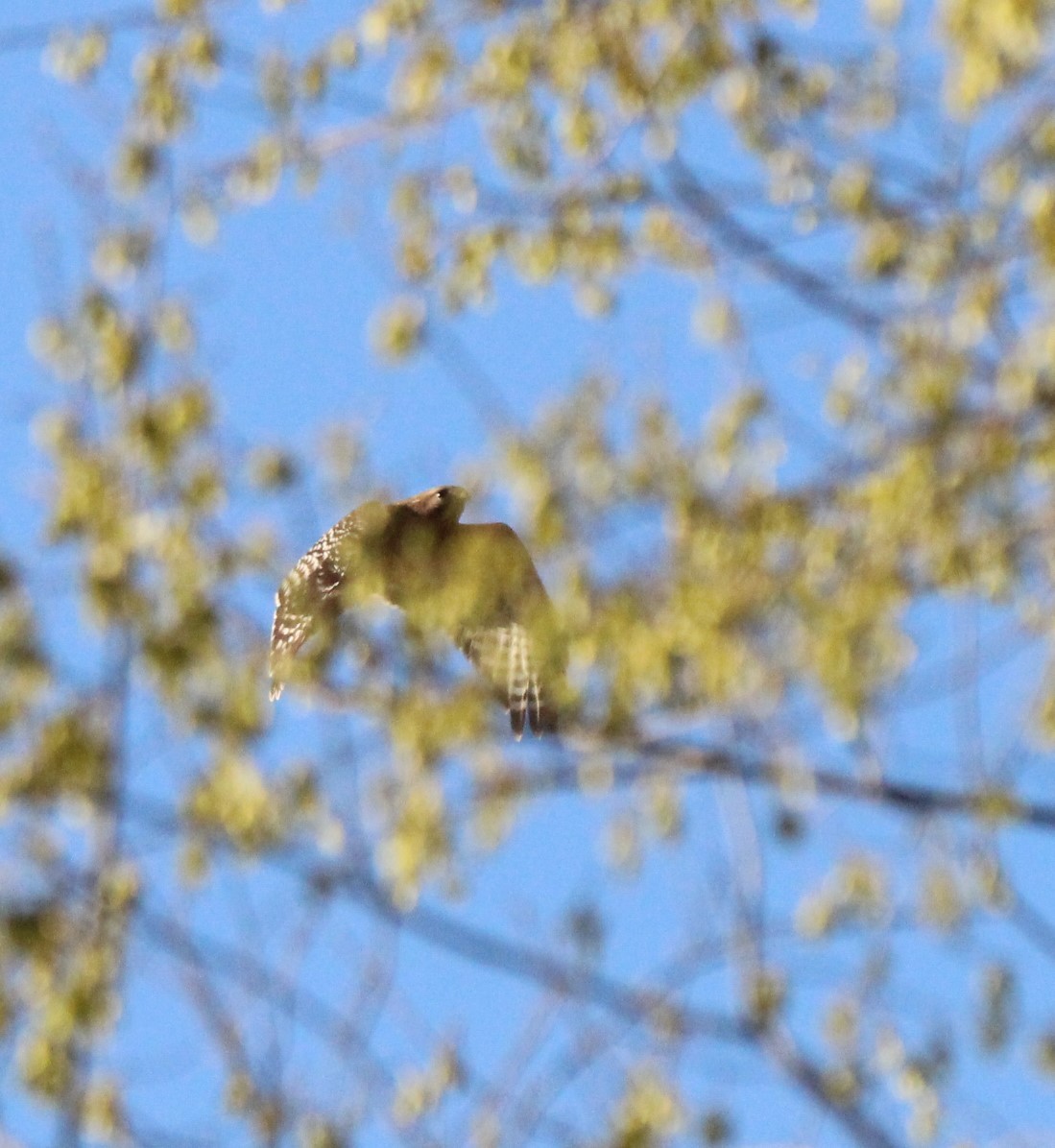 Red-shouldered Hawk - ML547193081