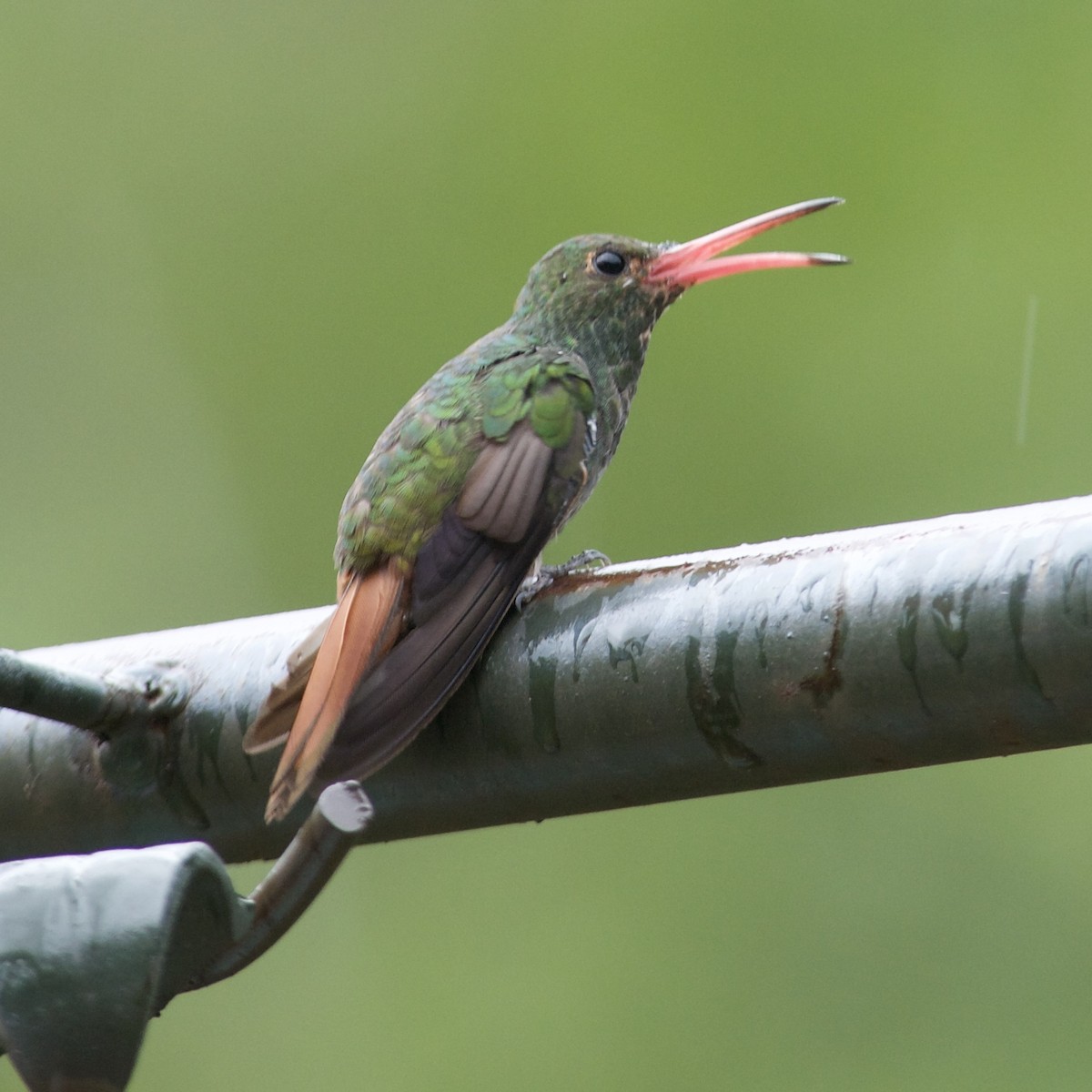 Rufous-tailed Hummingbird - Rosemary joganic