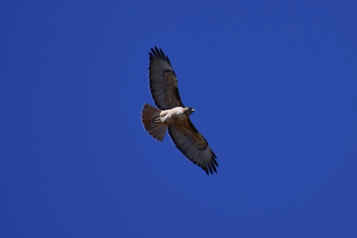 Red-tailed Hawk - Jon Orona