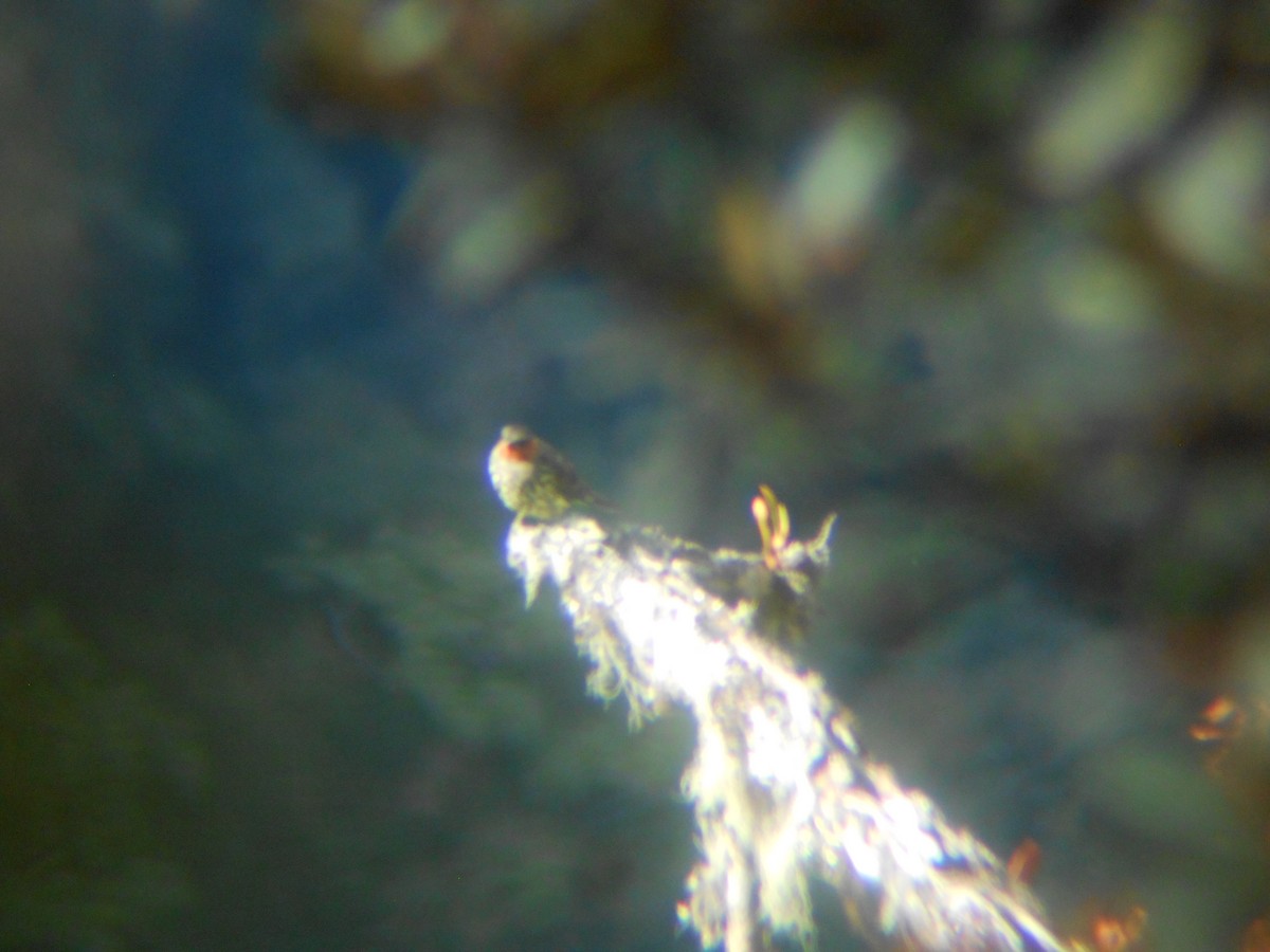 Chestnut-crested Cotinga - ML54719441