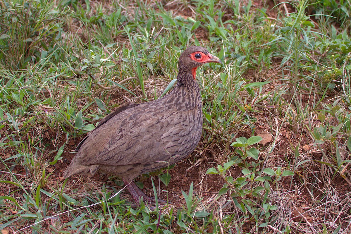 Swainson's Spurfowl - ML547194951