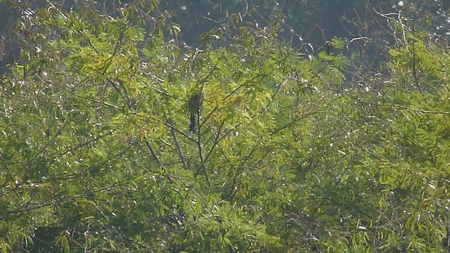 Dark-billed Cuckoo - ML547196431