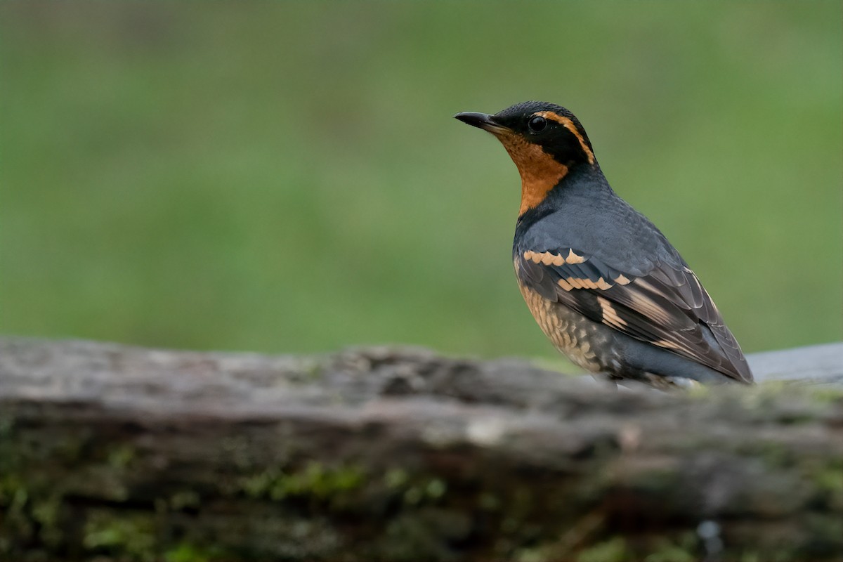 Varied Thrush - Connor Bowhay