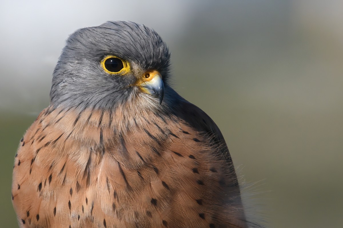 Rock Kestrel - ML547196611