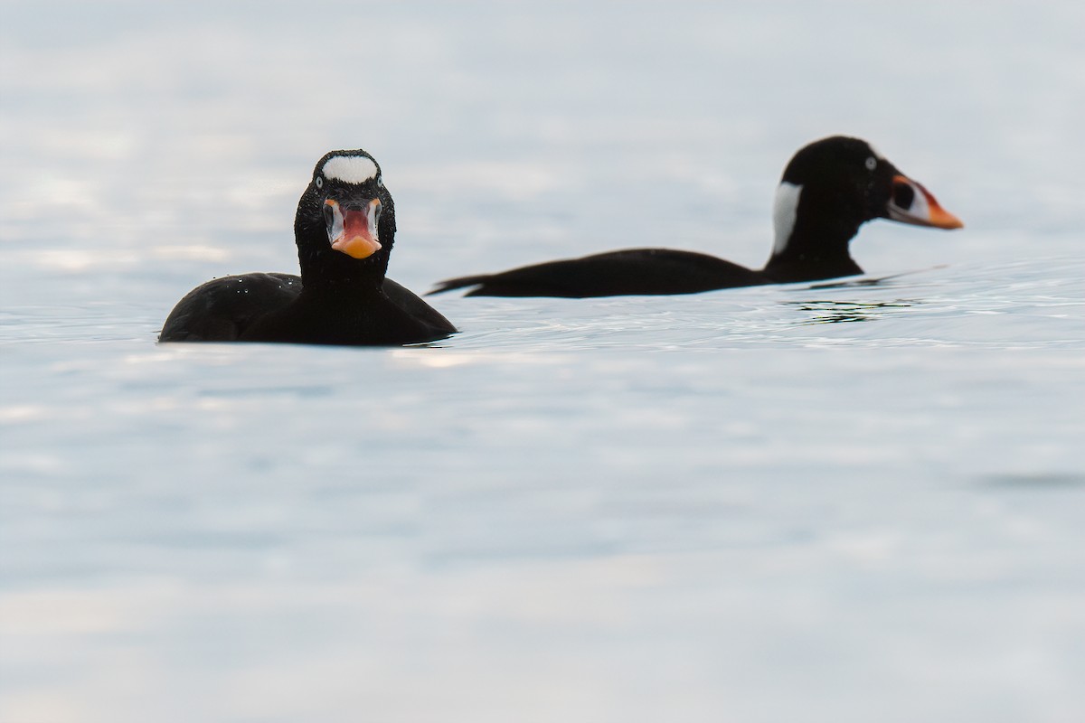Surf Scoter - Connor Bowhay