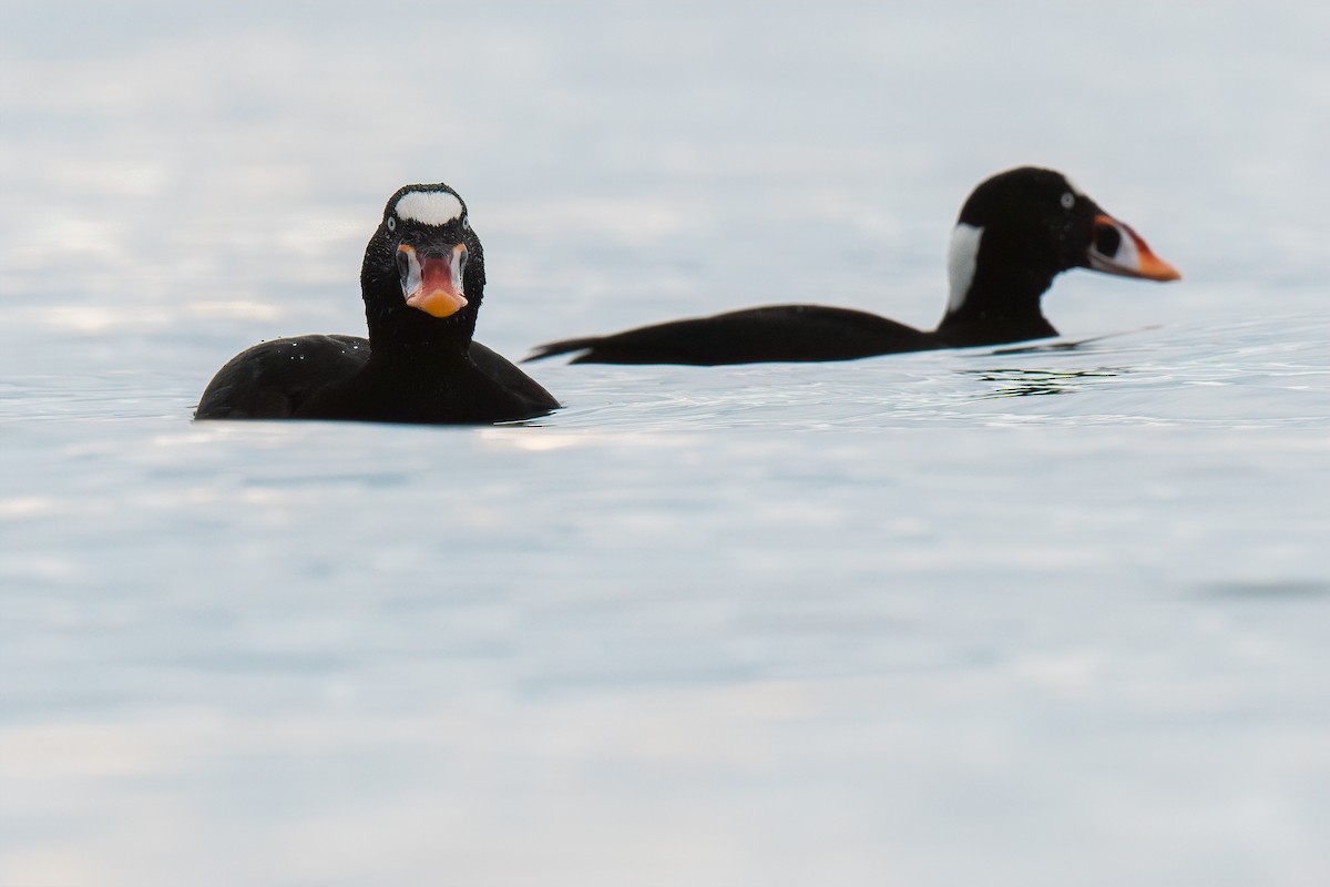 Surf Scoter - ML547196671