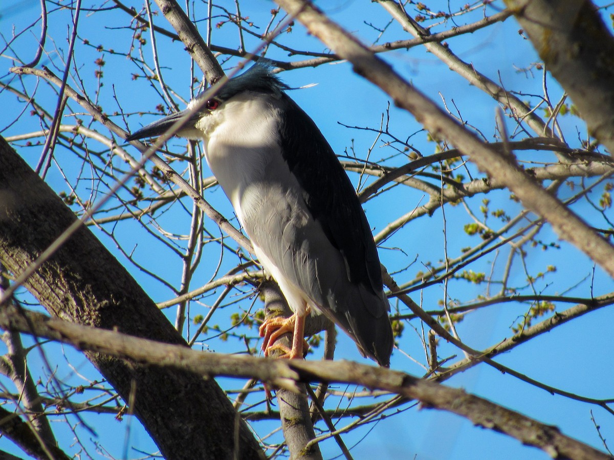 Black-crowned Night Heron - ML547196991