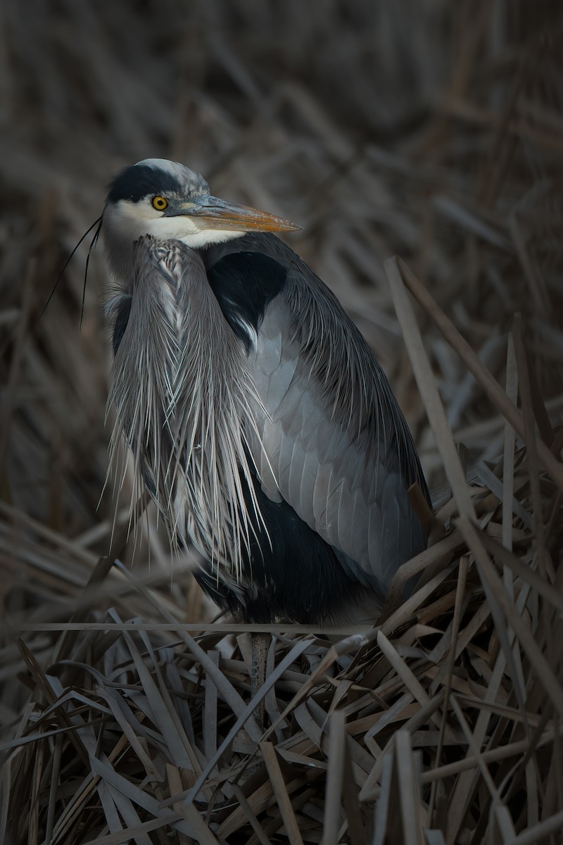 Great Blue Heron - ML547197001
