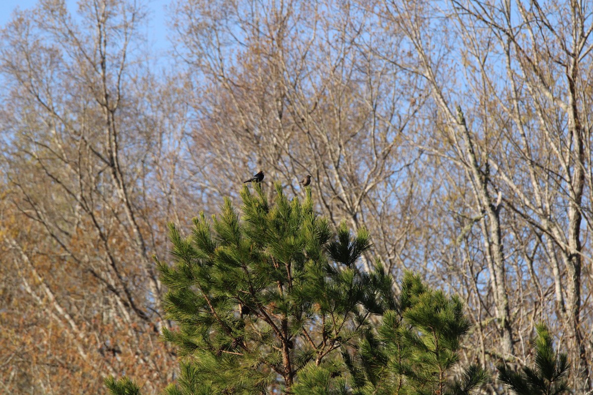 Brown-headed Cowbird - ML547197211