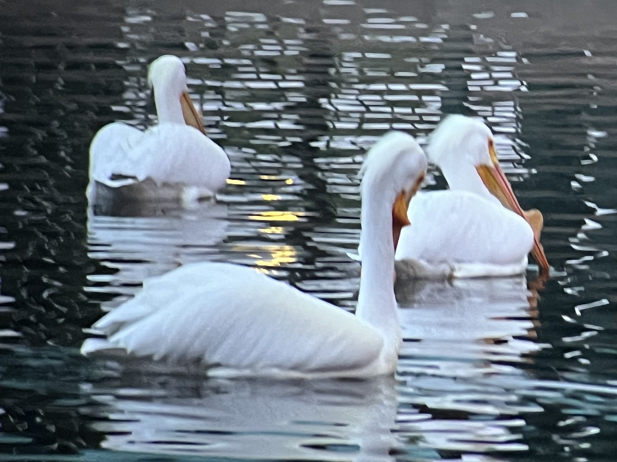 American White Pelican - ML547197231