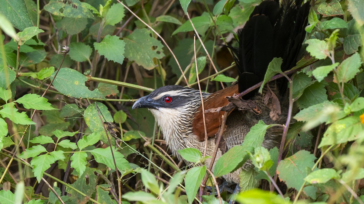 White-browed Coucal (White-browed) - ML547197821