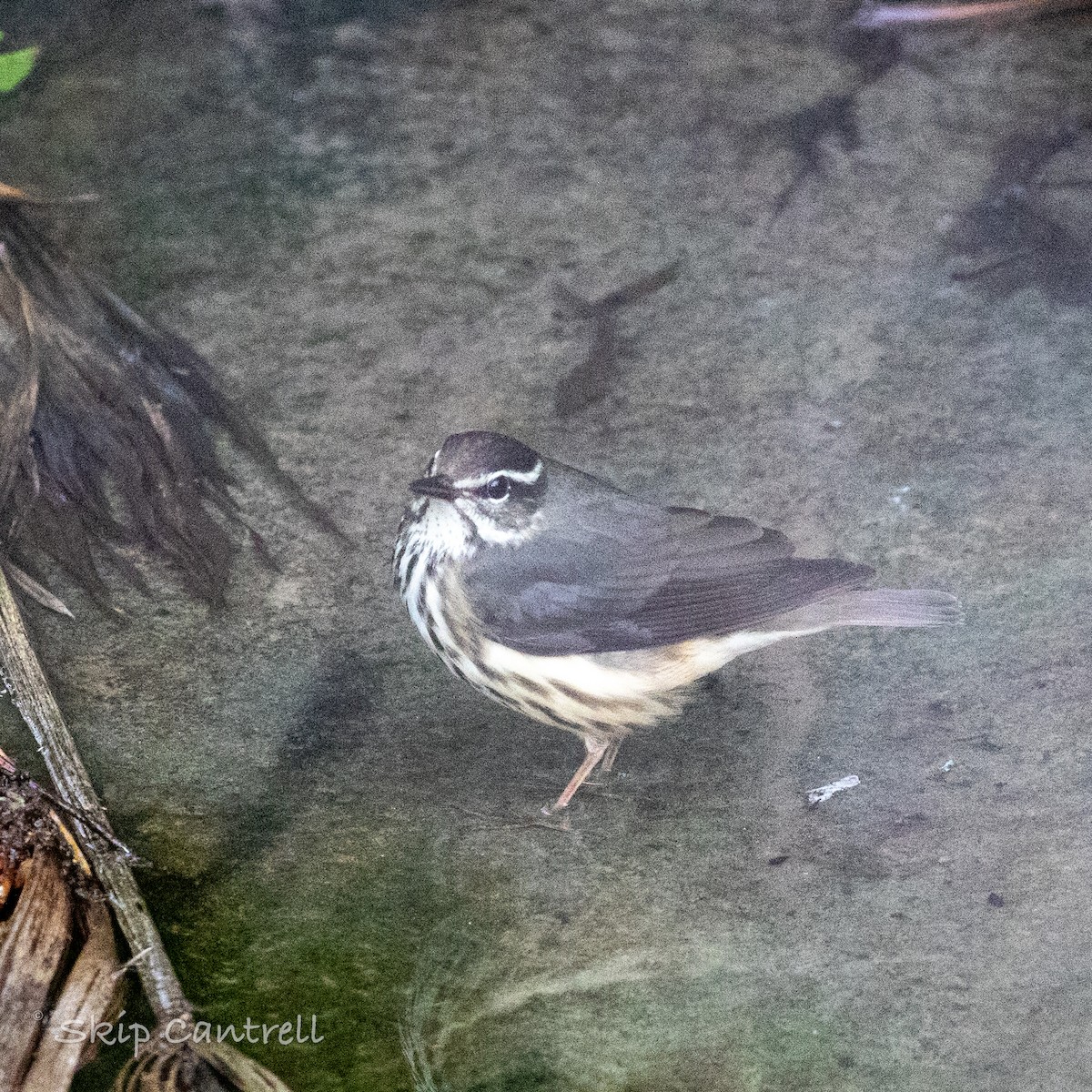 Louisiana Waterthrush - ML547198171