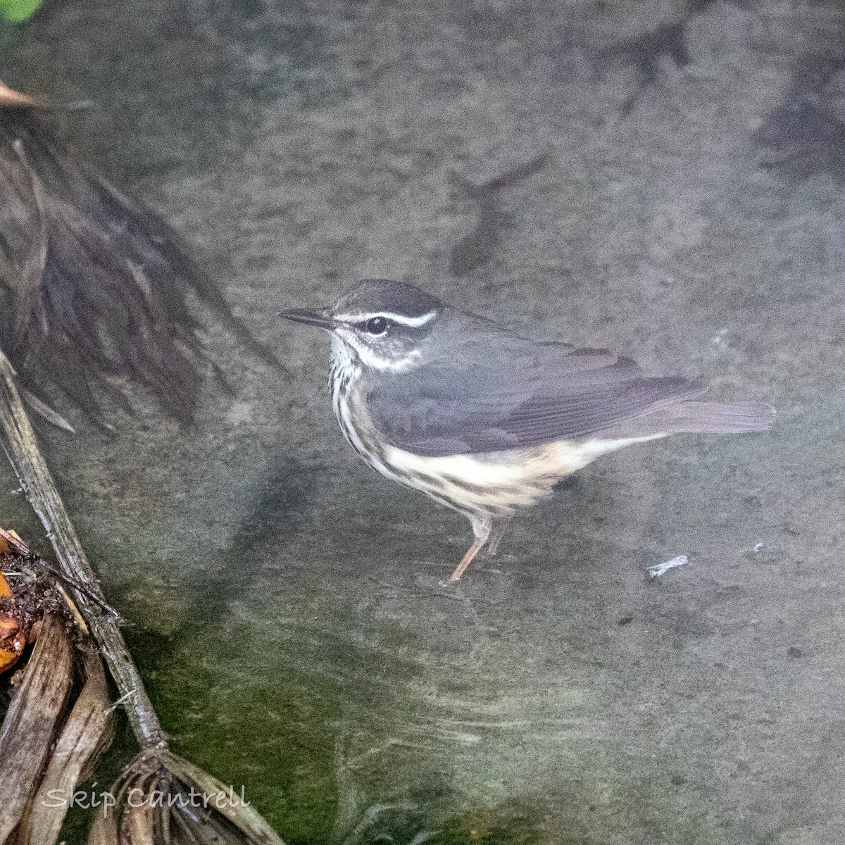 Louisiana Waterthrush - ML547198191