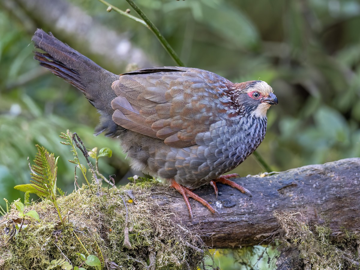 Buffy-crowned Wood-Partridge - ML547198251